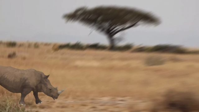 Animals Family@halaman Anak#animals#animal#animalsforkids #animation #kids #kidsvideo #play#anak