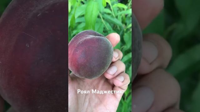 Персик Роял Маджестик - Агро Сад 2023 смотреть онлайн
