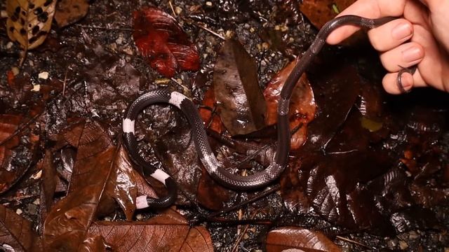 BLUE CORAL SNAKE! Expedition Narathiwat Part 5 смотреть онлайн