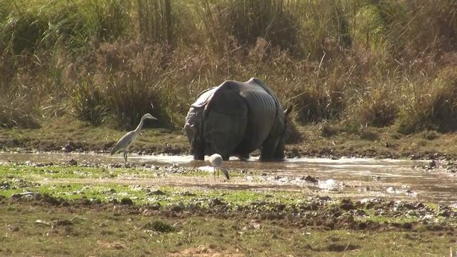 Indian Rhino Drinks. Индийский носорог пьет; Непал (2236sp) смотреть онлайн