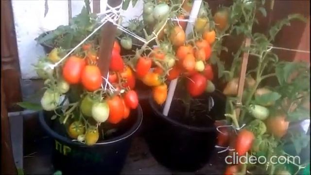 Давно уже у меня красные помидоры! Подвожу итог своего метода выращивания смотреть онлайн