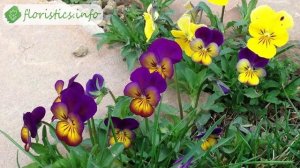 Цветы виола – посадка и уход, выращивание виолы из семян; как и когда сажать виолу