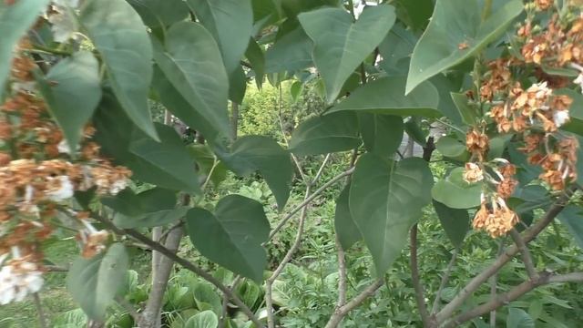 Сирень - удалять ли отцветшие соцветия? смотреть онлайн