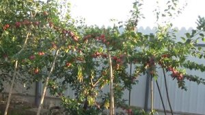 УРОЖАЙ ФАНТАСТИЧЕСКИЙ.КРАСОТА НЕЗЕМНАЯ.  АЛЫЧА КУБАНСКАЯ КОМЕТА нужна всем! Уход. Описание.