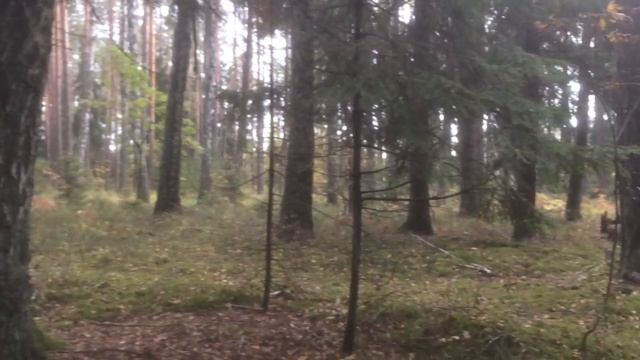 Лесной урожай! Грибной сезон закончен? Черные грузди, лисички, опята, сыроежки. Минск. Беларусь смотреть онлайн