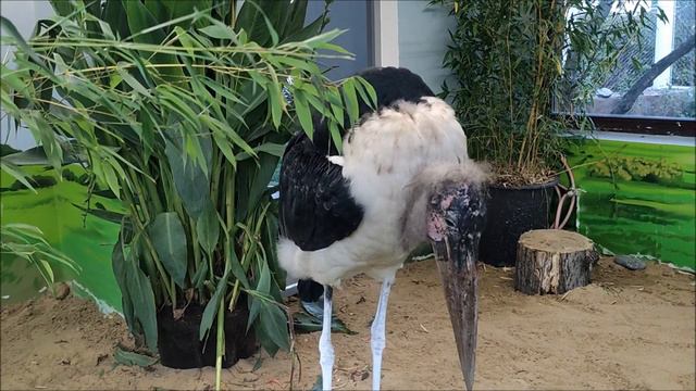 Московский зоопарк 2023. Африканский марабу смотреть онлайн