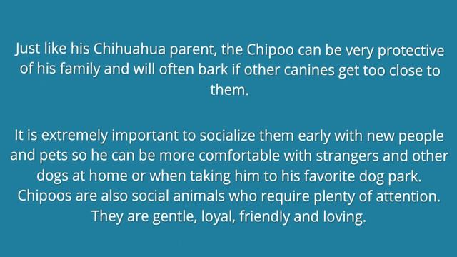Your Complete Guide to the Chihuahua Poodle Mix (Chipoo) смотреть онлайн