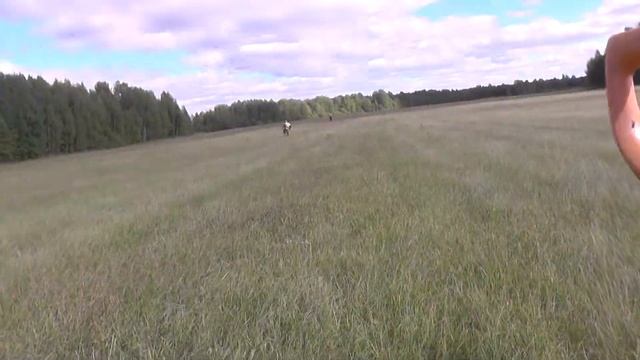По знакомым полям с Minelab EQUINOX 600 ( 1 часть)