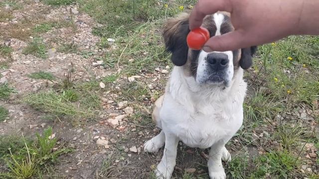 Холодное копчение . Мясо и рыба. смотреть онлайн