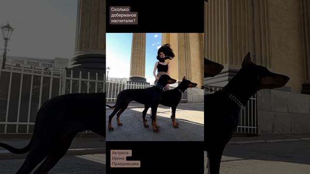 Лучший корм для собак , Все о Доберманах . Доберман опасен ли? смотреть онлайн