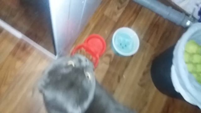 Кот просит сладенькое! вкусняшку хо.. смотреть онлайн