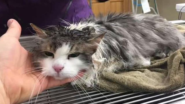 В ветклинике спасли кота, едва не замерзшего в снегу смотреть онлайн