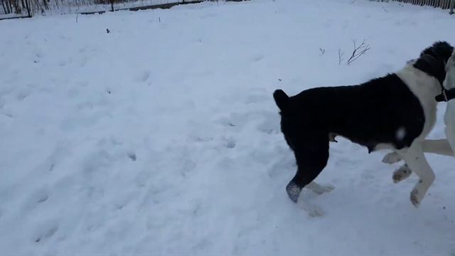 САО.АЛАБАИ/ВОЛКОДАВЫ. ИГРАЮТ АЛАБАИ/ ДНЕВНАЯ ПРОГУЛКА ДВУХ СУК./ смотреть онлайн