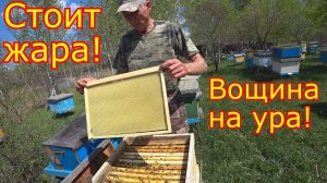 Погода стоит! ВОЩИНУ ТЯНУТ! Расширение гнезда вощиной