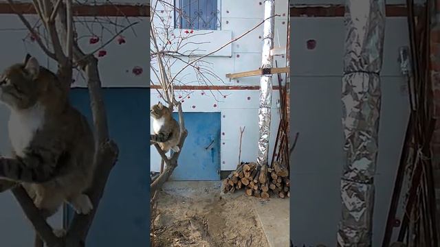 Кот и сало))) смотреть онлайн