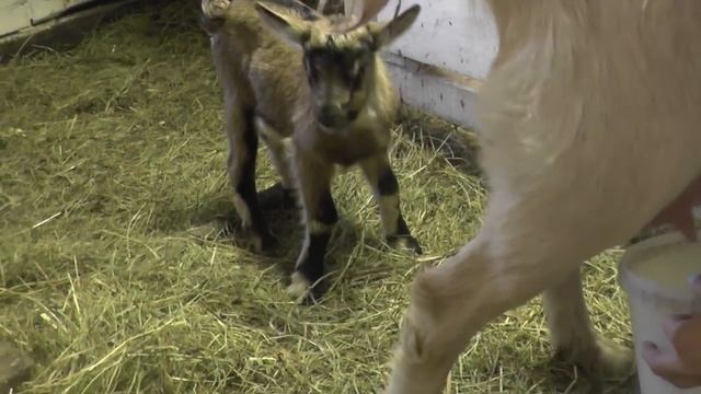 Второй день после окота.Чем кормить козу. Козленка оставляем под козой смотреть онлайн
