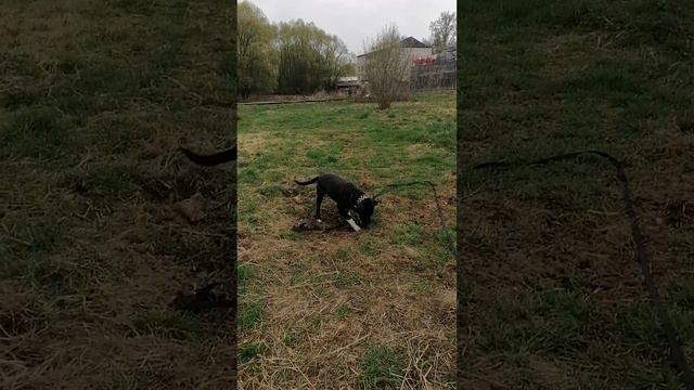 #Вовик_Шарик.Шереметьевский приют. смотреть онлайн