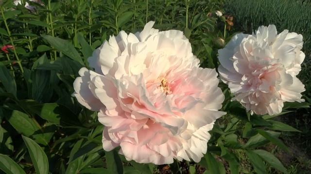 Пион НЕЖНАЯ МЕЛОДИЯ ?? Paeonia GENTLE MELODY: обзор, описание, цветение, отзыв смотреть онлайн