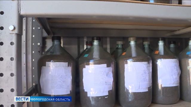 Сезон заготовки семян для лесовосстановления идёт в Вологодской области смотреть онлайн