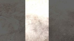 Vlog: едем за щенком