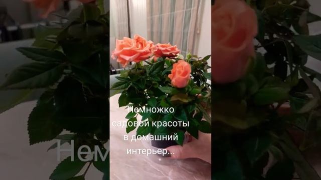 #букетик в интерьерчик #garden #растения #сад #стиль #сады #декор #осень #цветы #ландшафтний смотреть онлайн