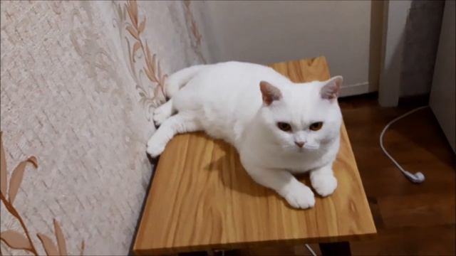 0001 Британский кот белого окраса 1,5 года Продажа смотреть онлайн