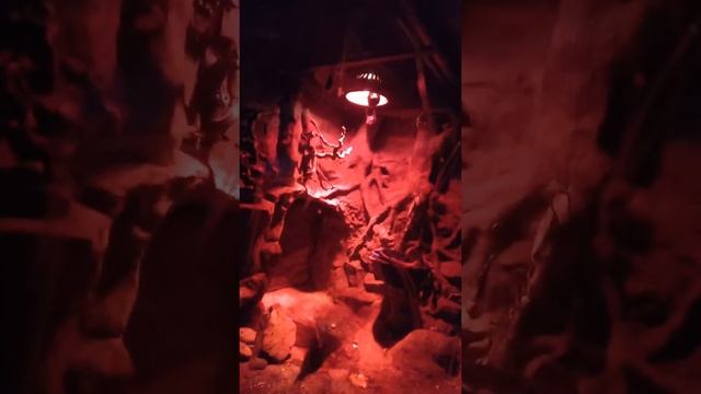 Снимаю Египетских летучих собак смотреть онлайн