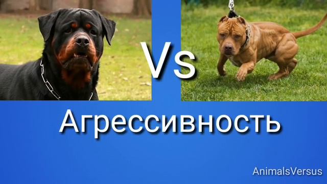Ротвейлер проти Питбуля! КТО СИЛЬНЕЕ? Rottweiler VS Pitbull! IS STRONGER? смотреть онлайн