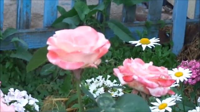 Вредители на розе.Личинки цикадки. смотреть онлайн
