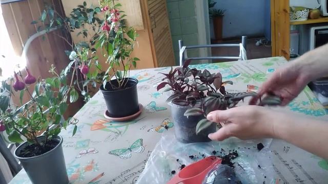 Традесканция 