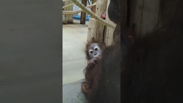 В зоопарке Калининграда детёныш орангутана делает первые шаги смотреть онлайн