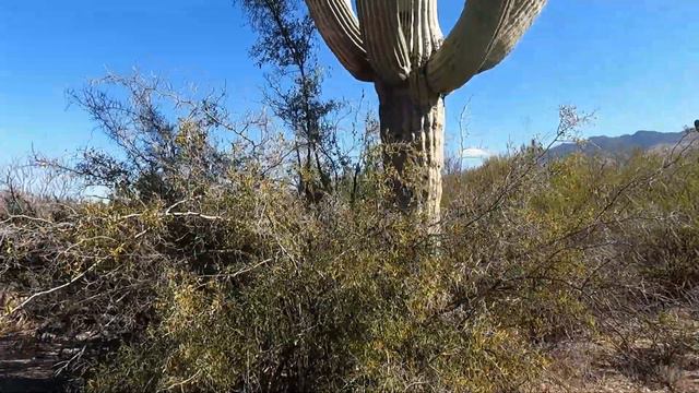 #21 Największe kaktusy w USA w Saguaro National Park смотреть онлайн
