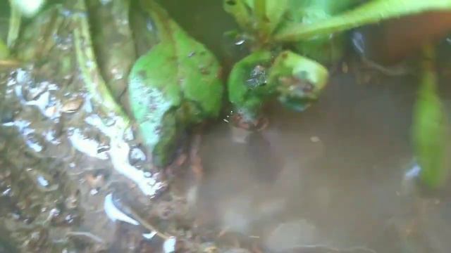 how to shift petunia seedling in pots|| petunia ki seedling ko gamlon mein shift karne ka tareeqa смотреть онлайн