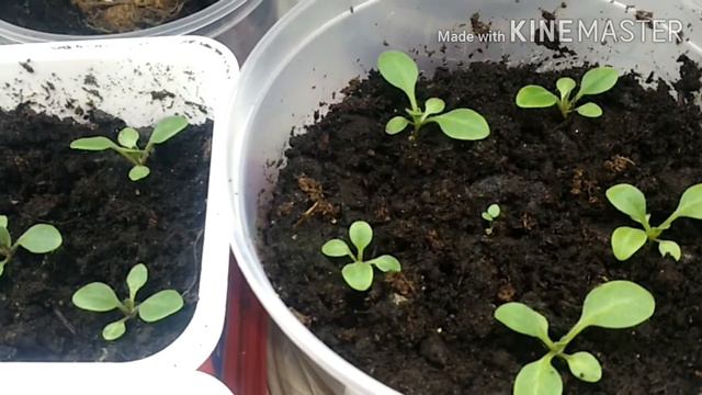 Выращиваем петунию по дням// 14 день.