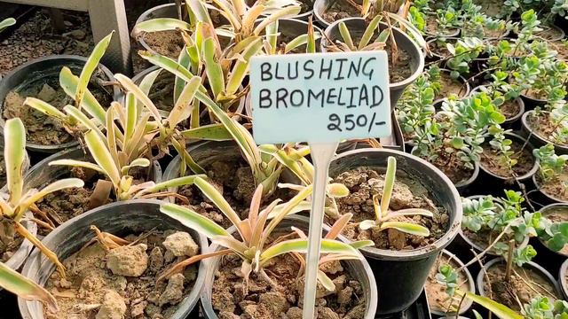 नर्सरी के कुछ अनदेखे पौधे, Unique plants names, Rare plants of india #shampysgarden смотреть онлайн