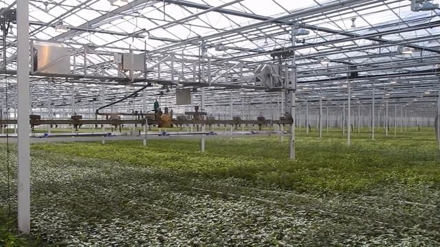 Chrywijk: от хризантемы до бувардии смотреть онлайн