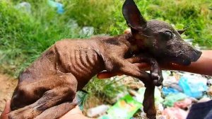 Бедные Животные ЗВАЛИ на Помощь и их Спасли!