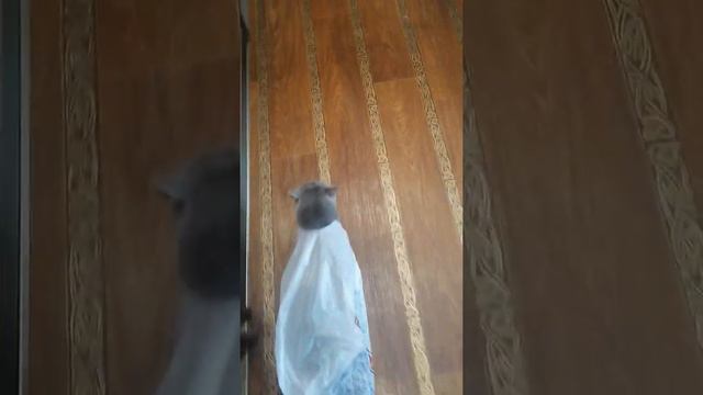 Британский кот в плаще смотреть онлайн