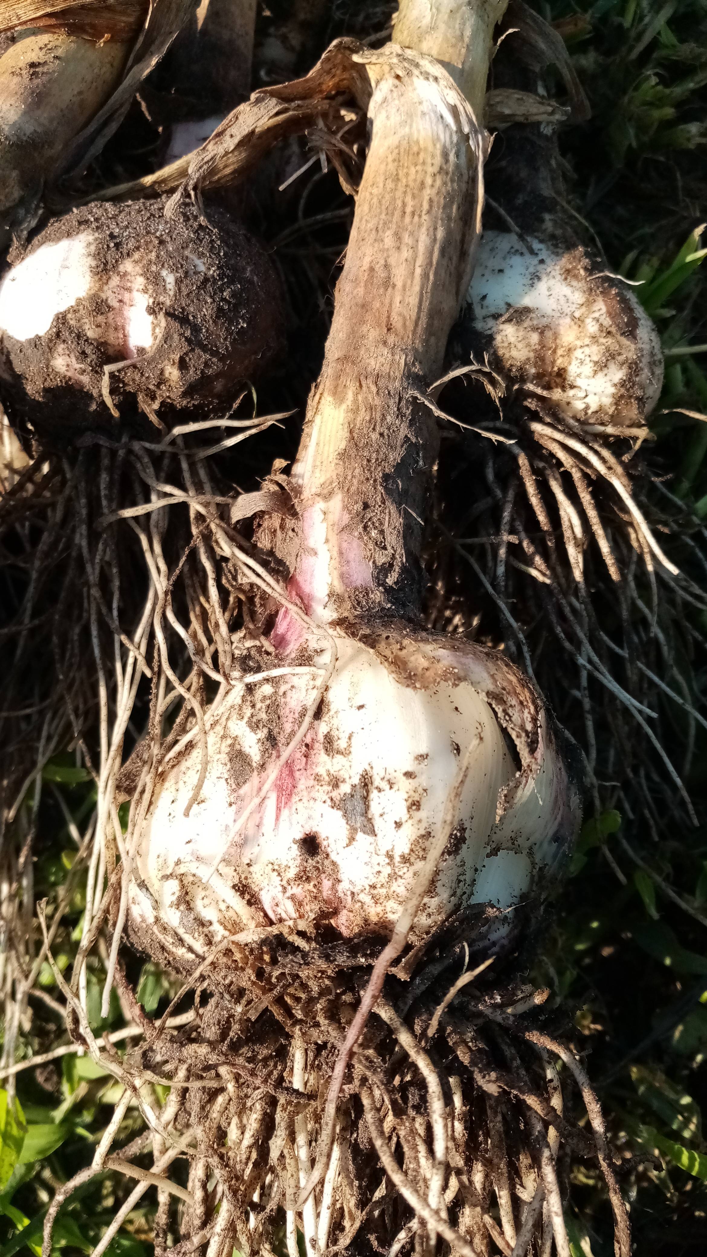 Как С ОДНОЙ головки чеснока получить ПЯТЬ. смотреть онлайн