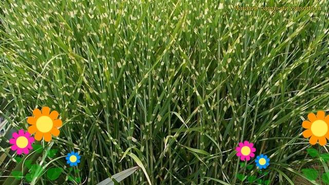 Мискантус китайский Стриктус. Краткий обзор, описание характеристик miscanthus sinensis Strictus смотреть онлайн