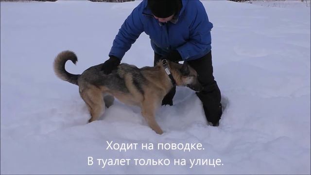 Метис овчарки ищет хозяина. Астин. смотреть онлайн