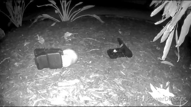 Tomcat Rat Snap Trap is the best rat trap I've tried смотреть онлайн