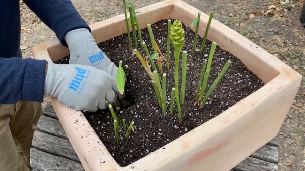 HOW TO GROW GINGER IN A CONTAINER OR A RAISED GARDEN BED
