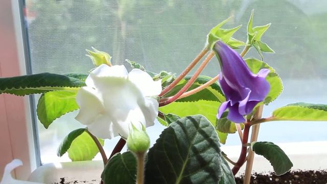 Natali-live. Глоксинии. Тидеи. 30 июня 2019 год. смотреть онлайн