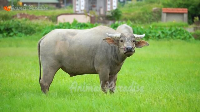 Cute little animals: pig, cat, dog, horse,... - Animal Paradise смотреть онлайн