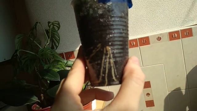 Укоренение фикуса Бенджамина. Мой опыт.