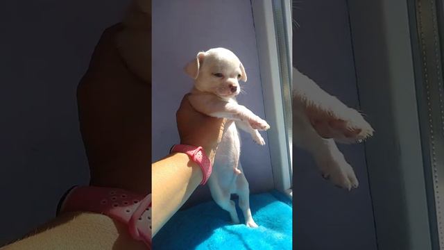 продам мини мальчик чихуахуа Симферополь Адам смотреть онлайн