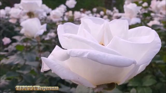 Eternal Summer ВЕЧНОЕ ЛЕТО ПОЖЕЛАНИЕ.ДЛЯ ХОРОШЕГО СНА.БЕЛЫЕ РОЗЫ. смотреть онлайн