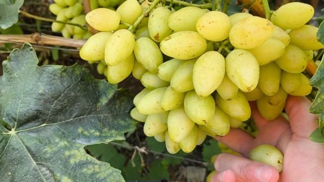 ДАВИД виноград селекции Калугина В.М. смотреть онлайн