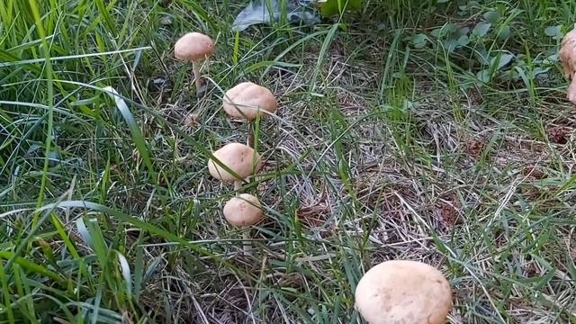 Twardzioszek przydrożny (Marasmius oreades) - 03.09.2020, Nowa Huta, Kraków смотреть онлайн